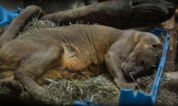 女人与动物交配视频,揭秘人类与动物交配的禁忌真相