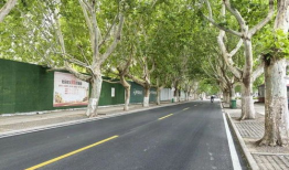 梧桐大道,穿越时光的绿色长廊